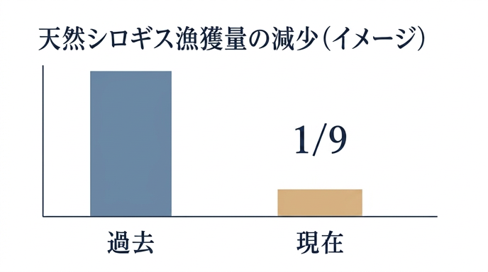 天然シロギス漁獲量は大きく減少