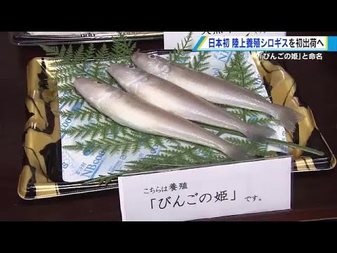 初出荷予定と知事表敬について公式発表