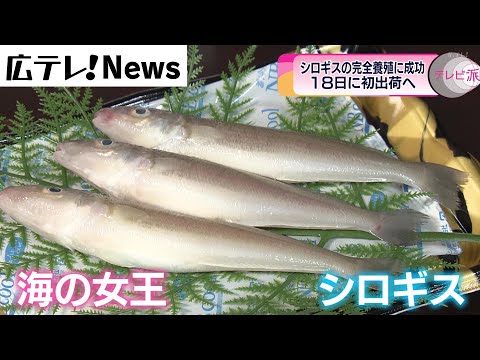 シロギスの完全養殖に成功