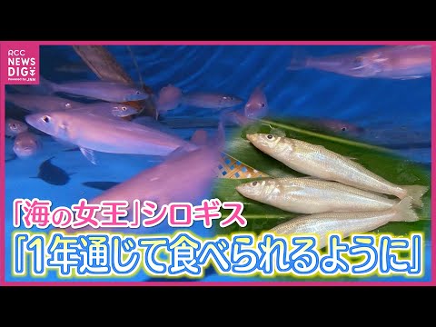 「海の女王」シロギス 量産化を福山の企業が初めて実現